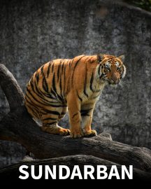 sundarban - hashikhushi.in